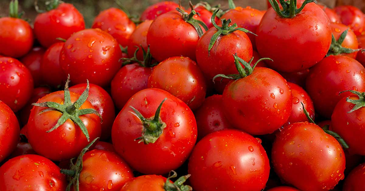 Você não vai acreditar em quantas calorias tem um tomate! Você não vai acreditar em quantas calorias tem um tomate!