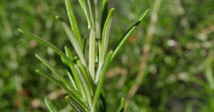 beneficios do alecrim