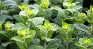 beneficios da hortela